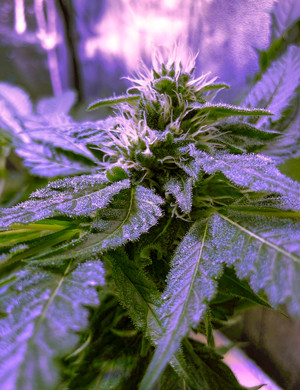 Шишки марихуаны увеличиваются