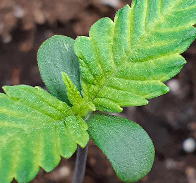 Формирование первых листьев