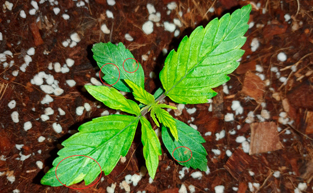 Пятна на листьях конопли