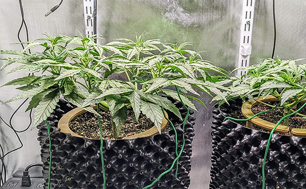 Тренировка растения Gelato Auto