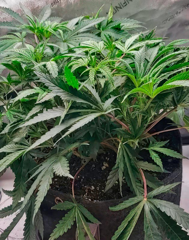 Ожоги на листьях каннабиса