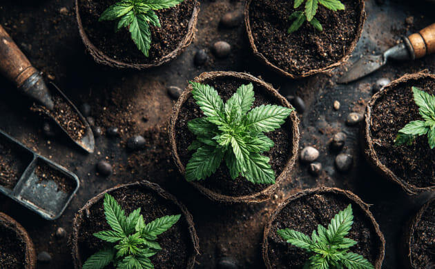 Выращивание сорта Cherry Runtz