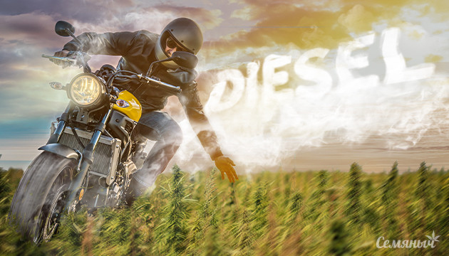 Поле дизельной конопли