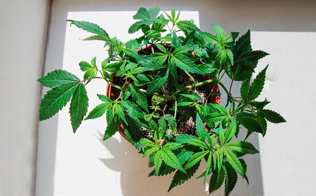 Клонированный куст 