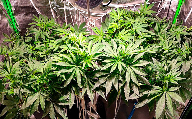 перевод на цветение куста Bubba Island Kush