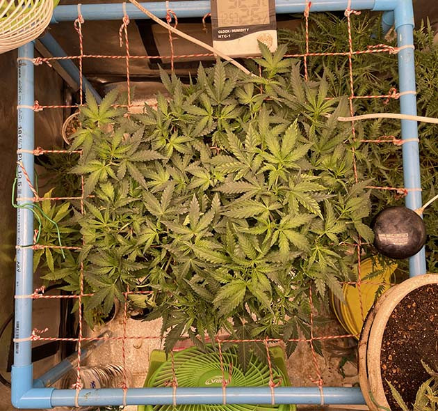 Стадия предцвета конопли