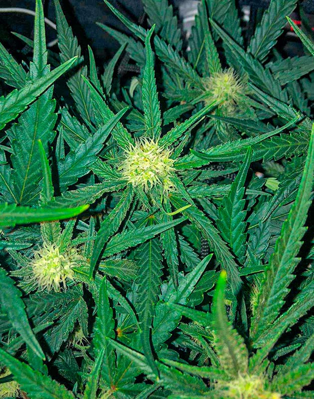 Цветение каннабиса