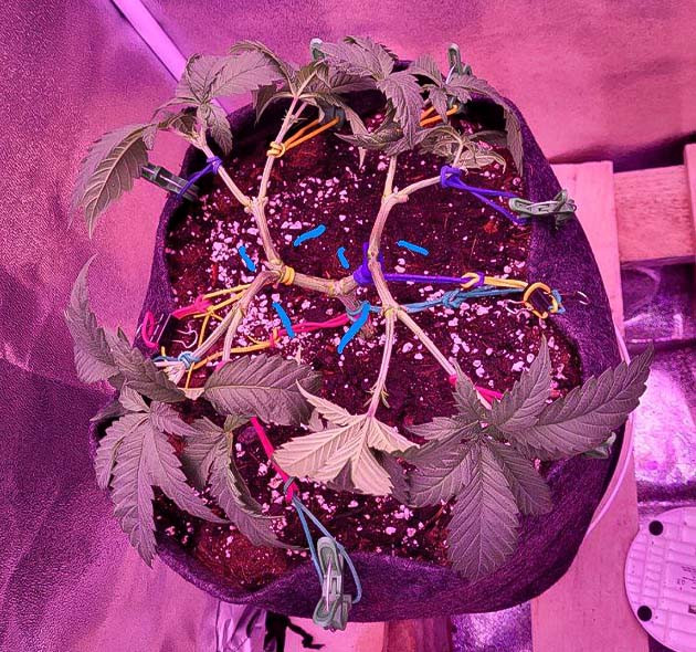 Растянутая конопля с помощью LST