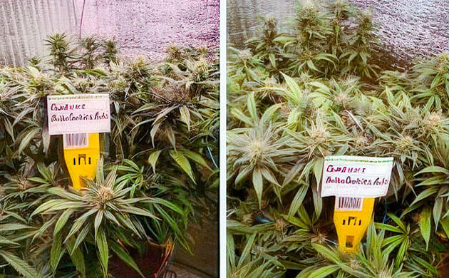 Каннабис покрывается трихомами