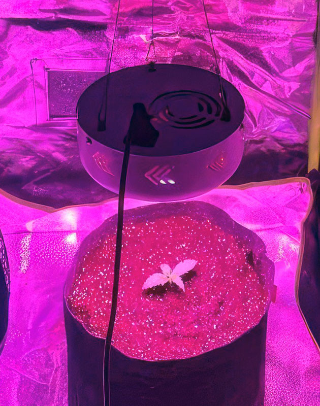 2 неделя роста конопли