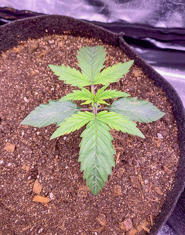 Начало вегетативного периода автоцветов