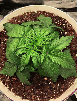 Густой и приземистый куст