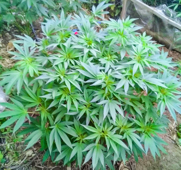 Растение марихуаны высотой 130 см