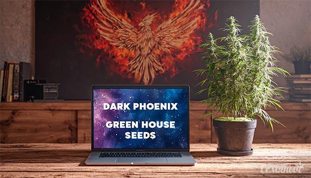 Выращивание сорта марихуаны Dark Phoenix от Green House Seeds Гроурепорт сорта Dark Phoenix от Green House Seeds