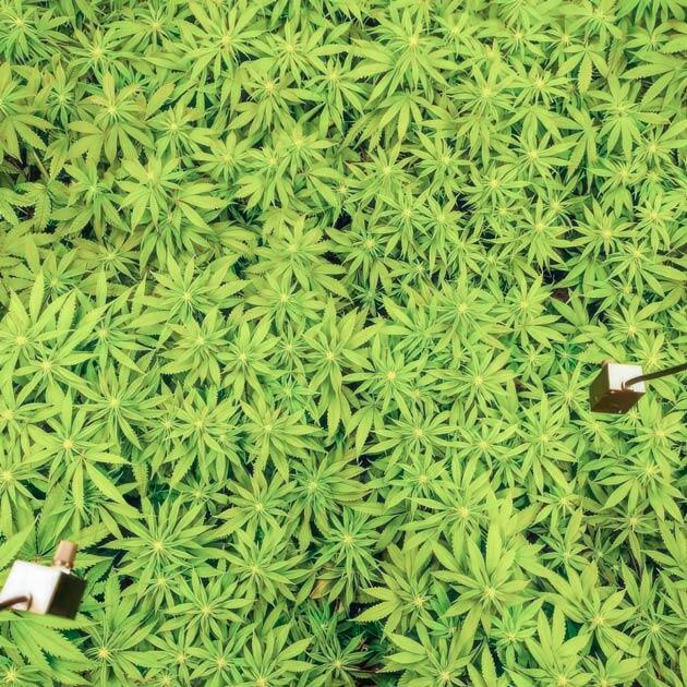 Кусты Mimosa X Orange Punch на стадии цветения