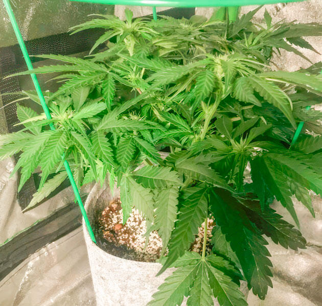 Куст Gorilla 4 Autoflower на 6 неделе развития