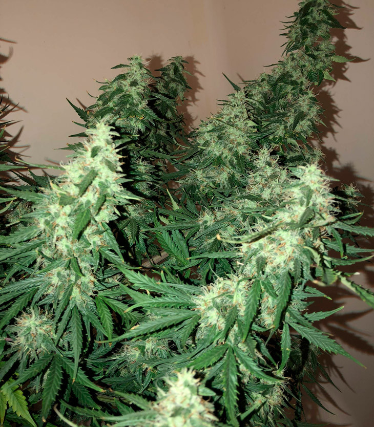 Созревший куст марихуаны Scout Cookies auto
