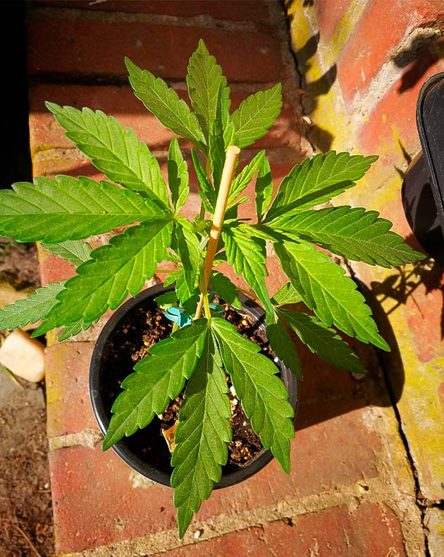 Формирование новых пятипалых листьев