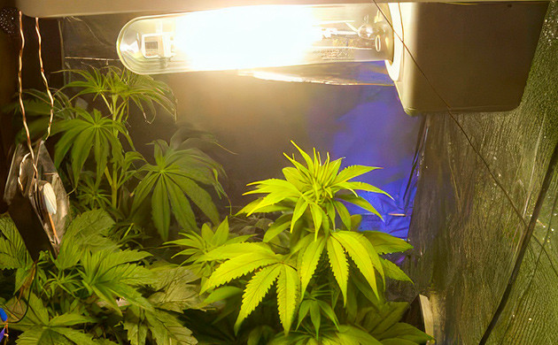 Эффективность ДНаТ ламп в индоре