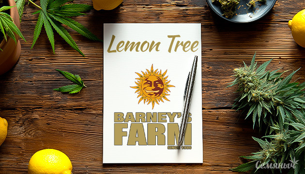 Гроурепорт по выращиванию сорта Lemon Tree fem от сидбанка Barney's Farm