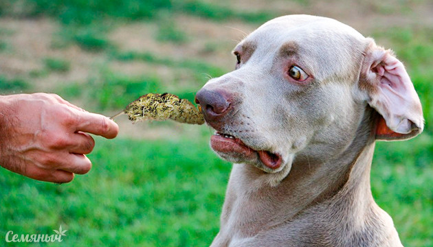 Как улучшить аромат шишек конопли