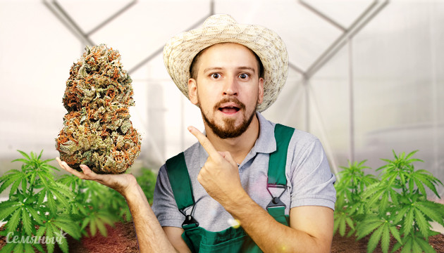 Тепличное выращивание каннабиса