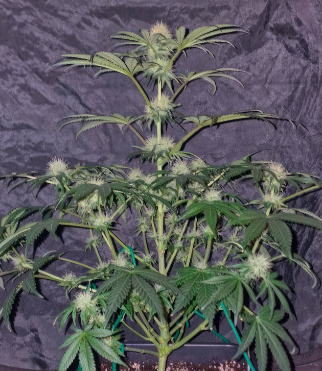 Цветение конопли