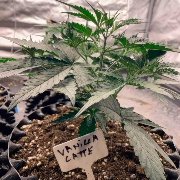 3 неделя выращивания сорта Vanilla Latte Auto