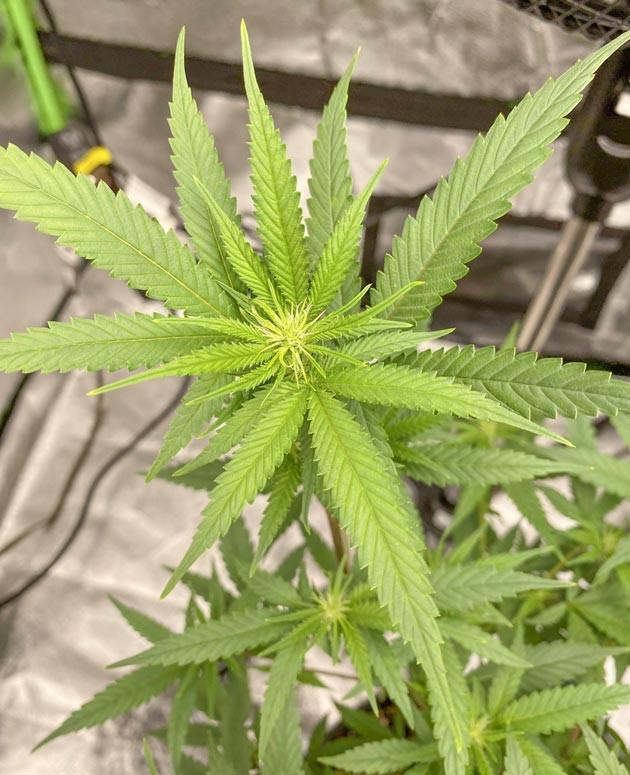 Blueberry Muffin: график подкормки