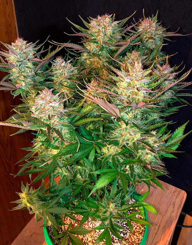 Куст на 10 неделе выращивания