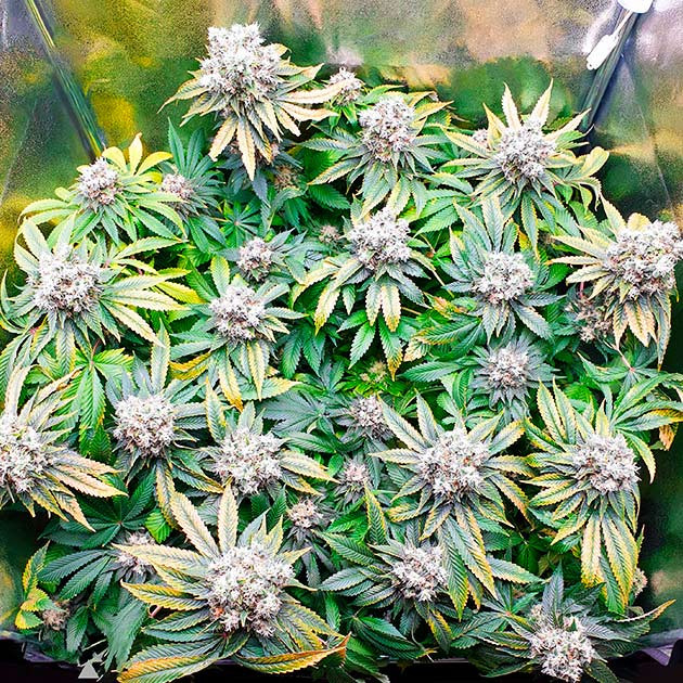 Дозревающий куст каннабиса