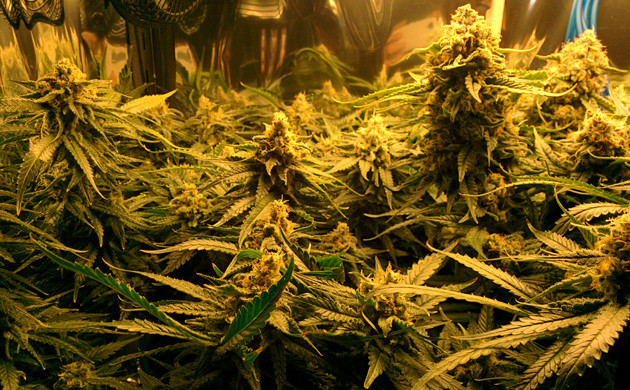 20 неделя выращивания конопли