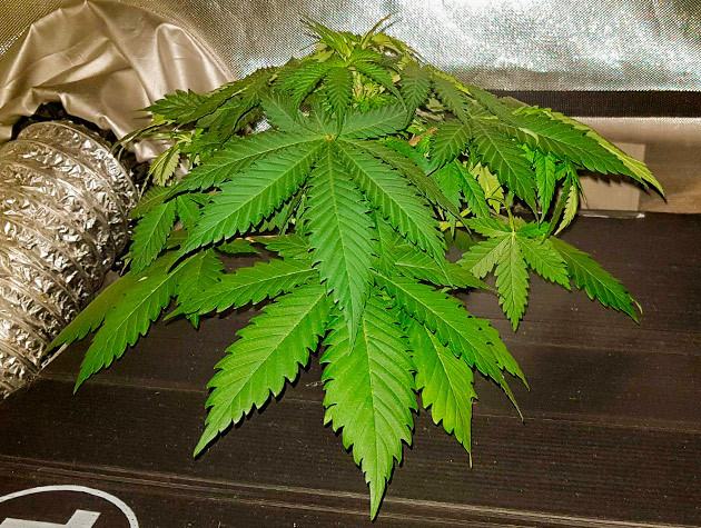 Подготовка куста Shiskaberry к цветению