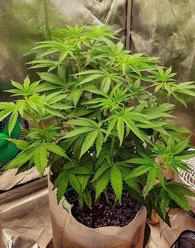 Куст Planet of the Grapes RBX ростом 45 см