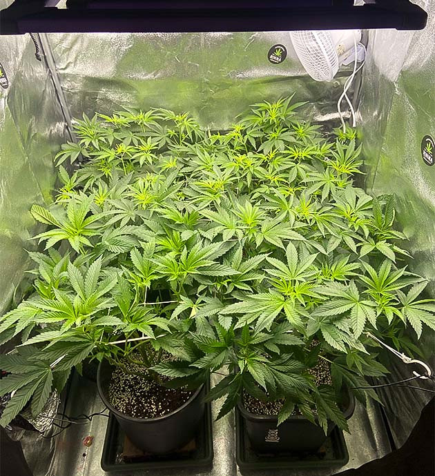 Завершение тренировок и начало цветения Vanilla Frosting