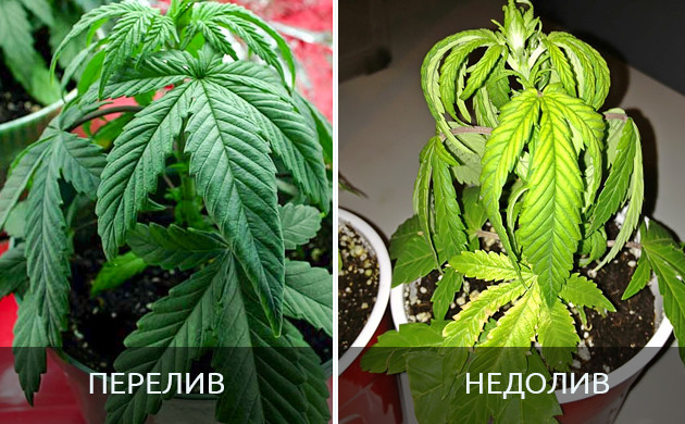 Вялые листья от недолива и перелива растения