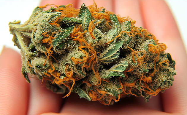 Почему выбирают Northern Lights