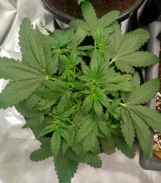 Конопля на 4 неделе выращивания