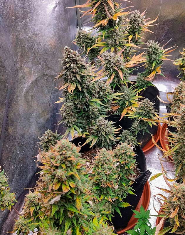 Кусты Purple Punch OG XL Auto от Sweet Seeds перед харвестом