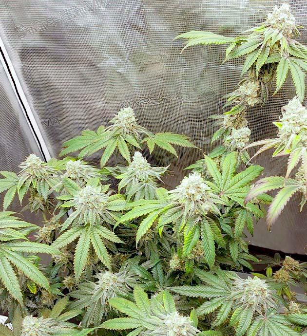 Куст Booberry Cookies RBX на 15 неделе выращивания