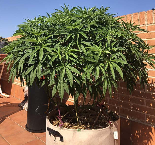 Признаки перекорма или дефицита питания Sensi Star