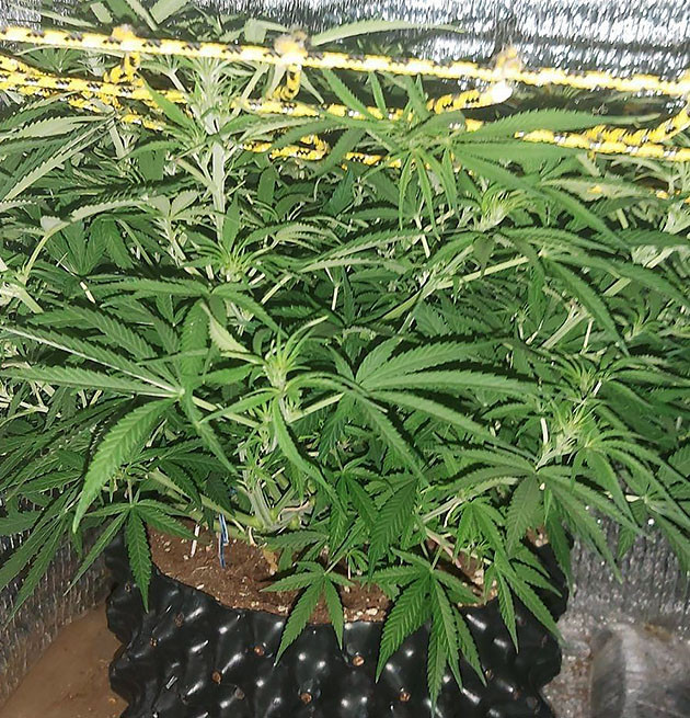 5 неделя выращивания