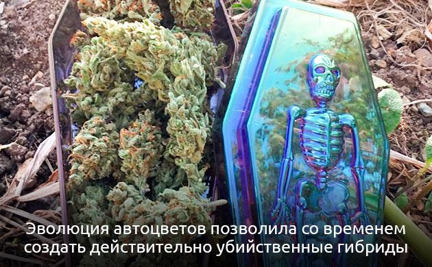 Современный автоцветущий каннабис