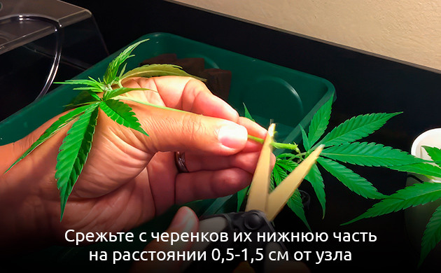 Срезать нижнюю часть клона конопли
