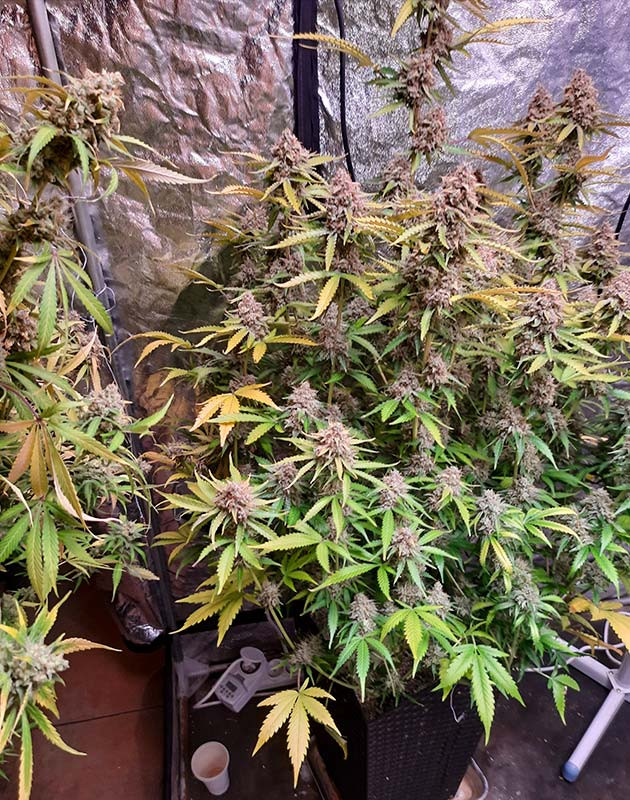 Куст конопли Tashkenti Auto на 11 неделе выращивания