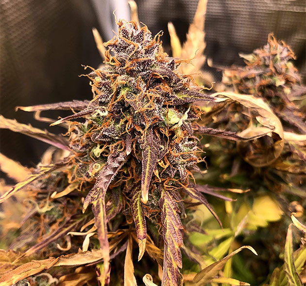 Кусты Critical Kush Auto перед харвестом