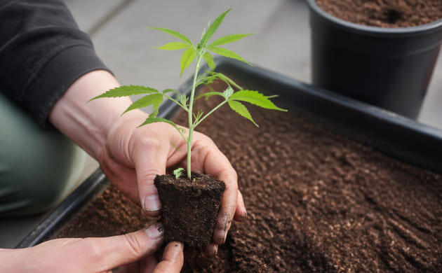 Пересадка и разделение побегов каннабиса