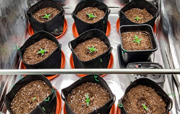 Ростки Purple Punch OG XL Auto от Sweet Seeds