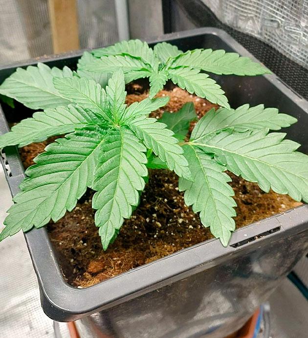 Растишка Booberry Cookies RBX на 2 неделе развития