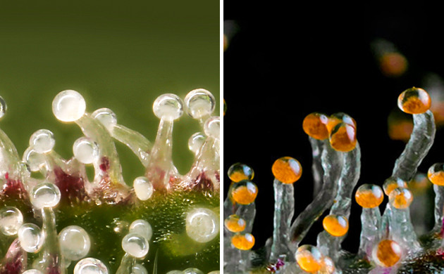 Мутные и янтарные трихомы